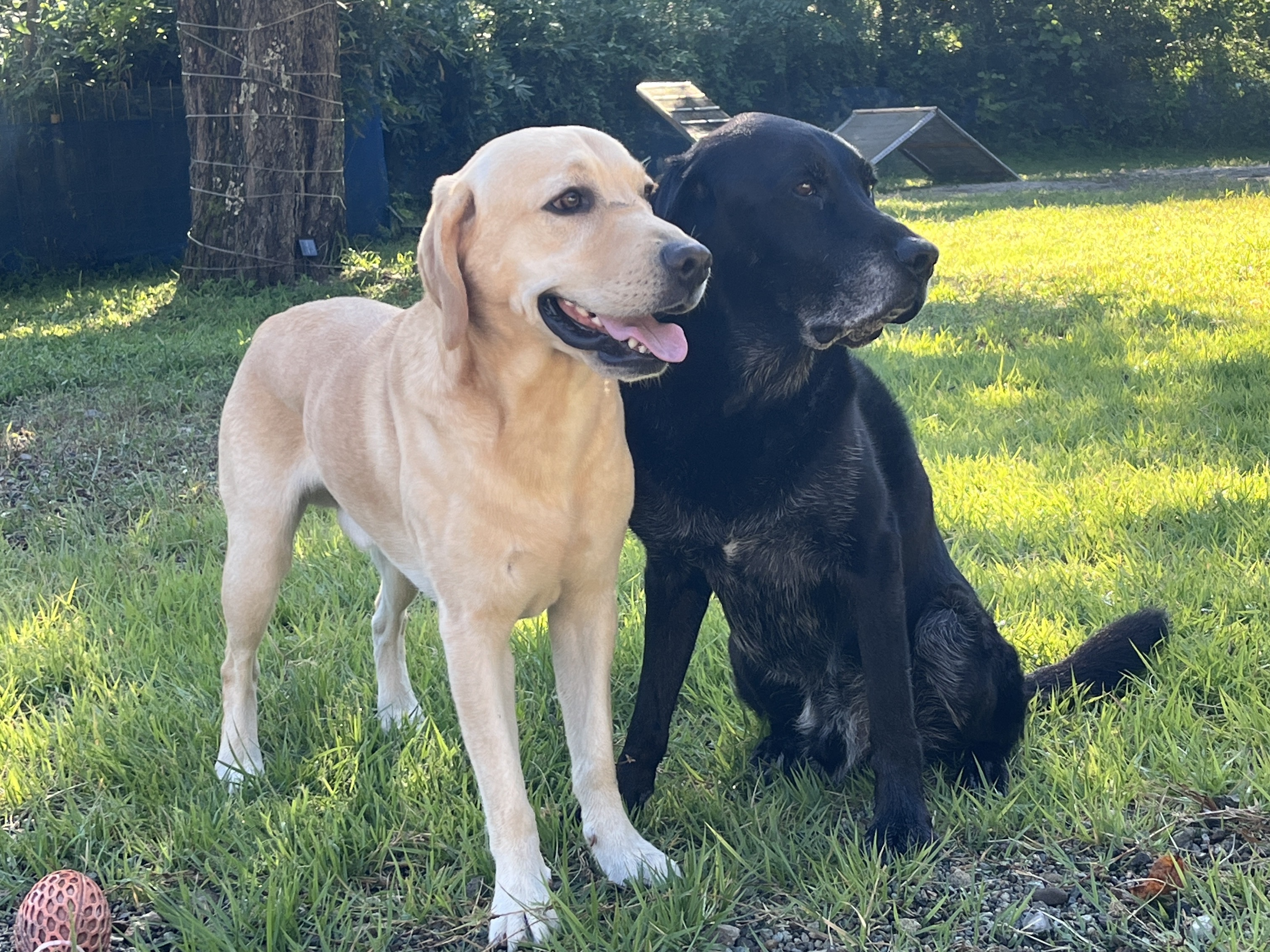 3/15(日)ドギーズ倶楽部① の画像